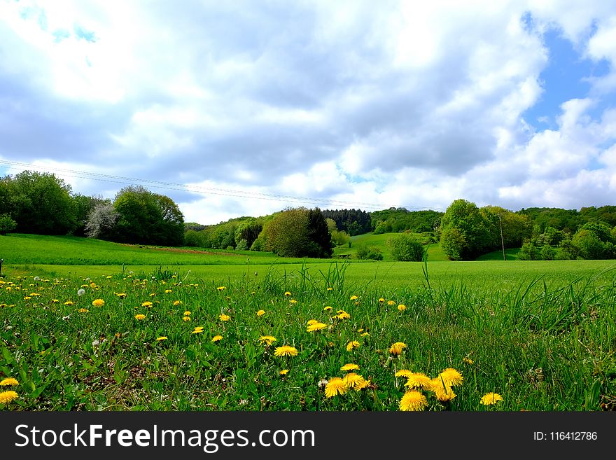 Grassland, Meadow, Sky, Field