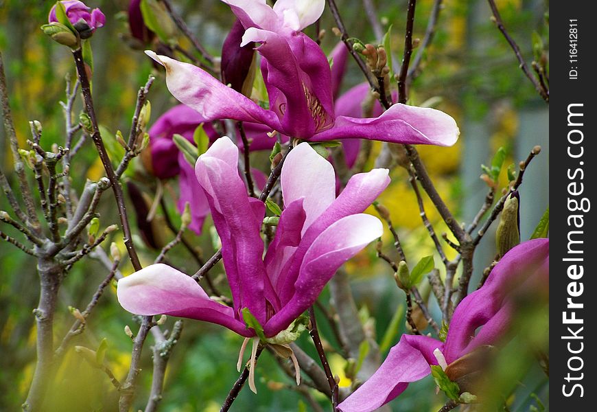 Flower, Plant, Flora, Flowering Plant