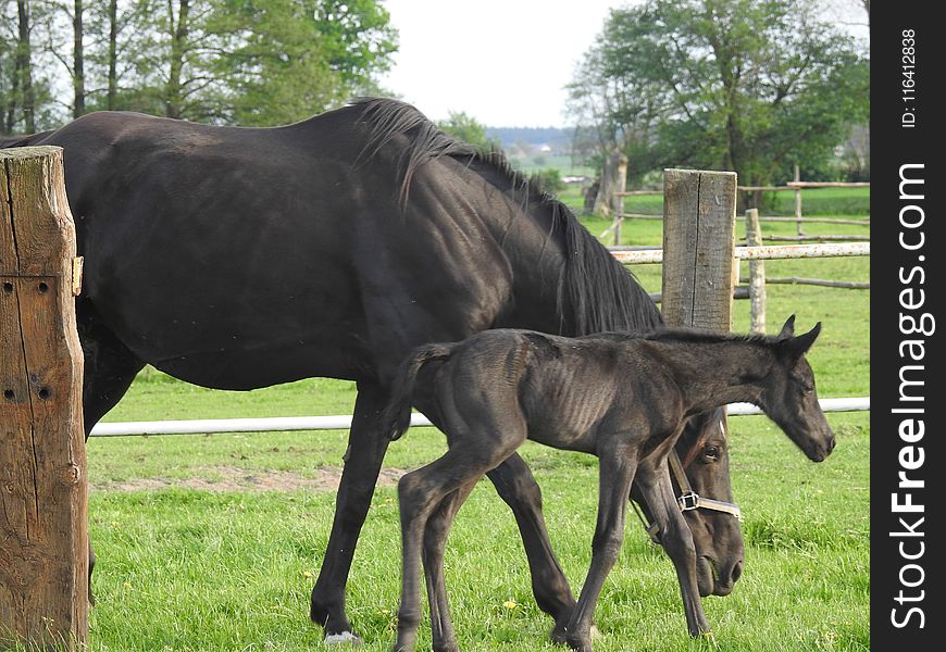 Horse, Mare, Pasture, Foal