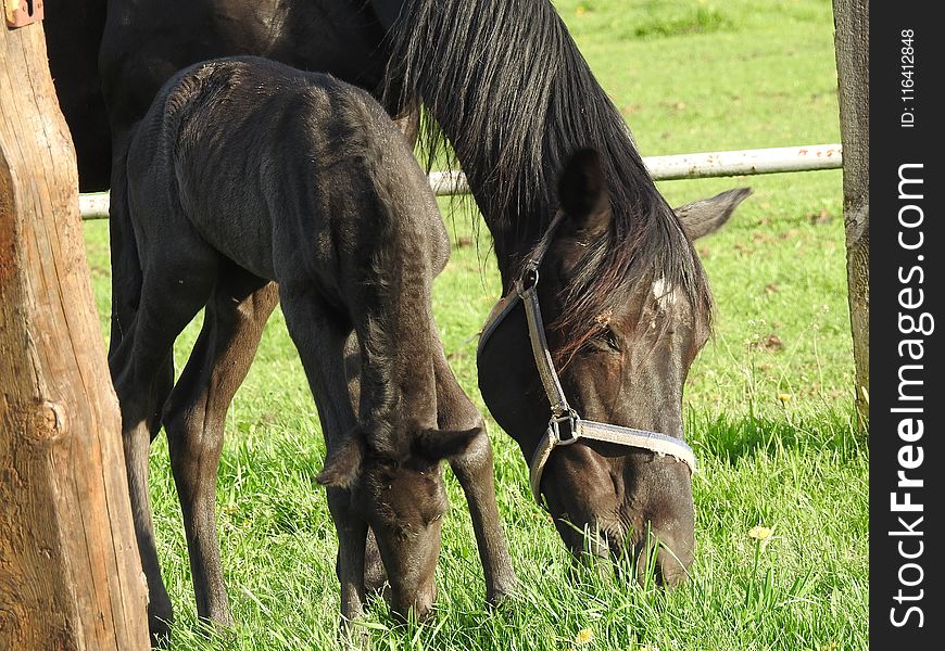 Horse, Pasture, Fauna, Horse Like Mammal