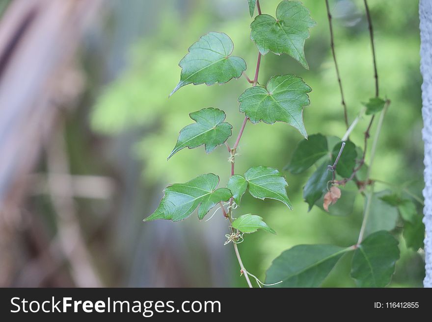 Leaf, Plant, Branch, Tree