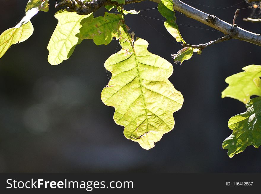 Leaf, Plant, Tree, Branch