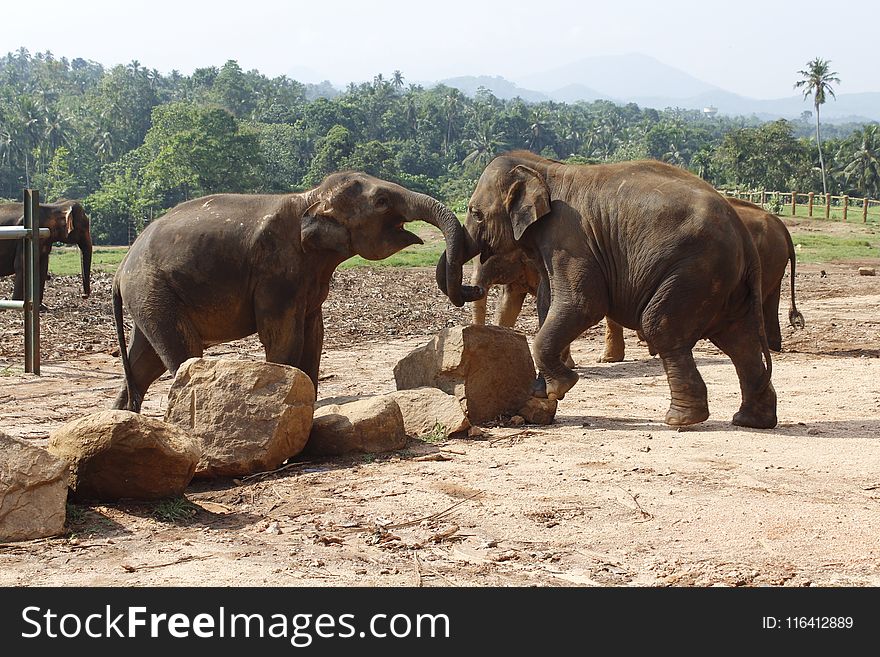 Elephant, Elephants And Mammoths, Indian Elephant, Terrestrial Animal