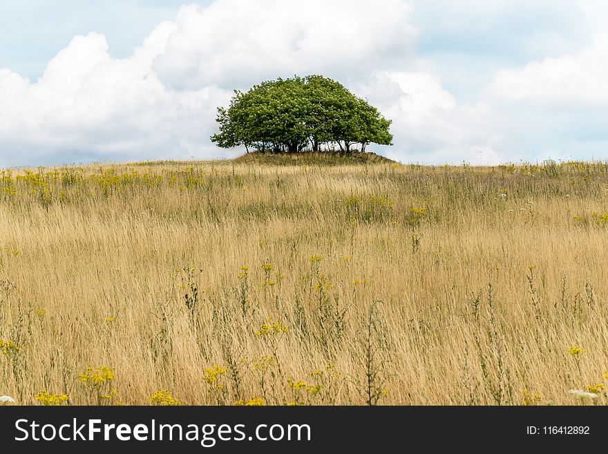 Grassland, Ecosystem, Prairie, Vegetation