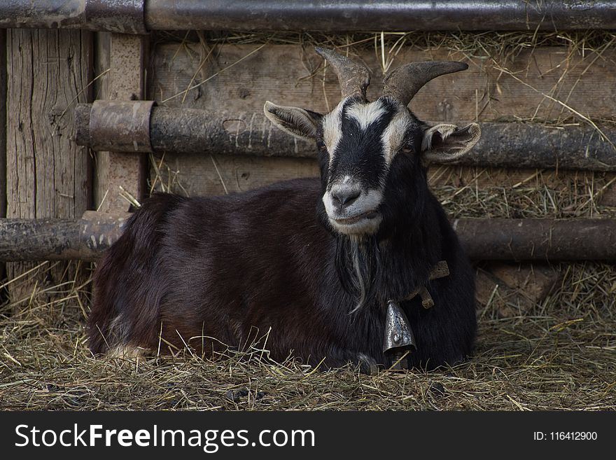 Goats, Goat, Horn, Cow Goat Family
