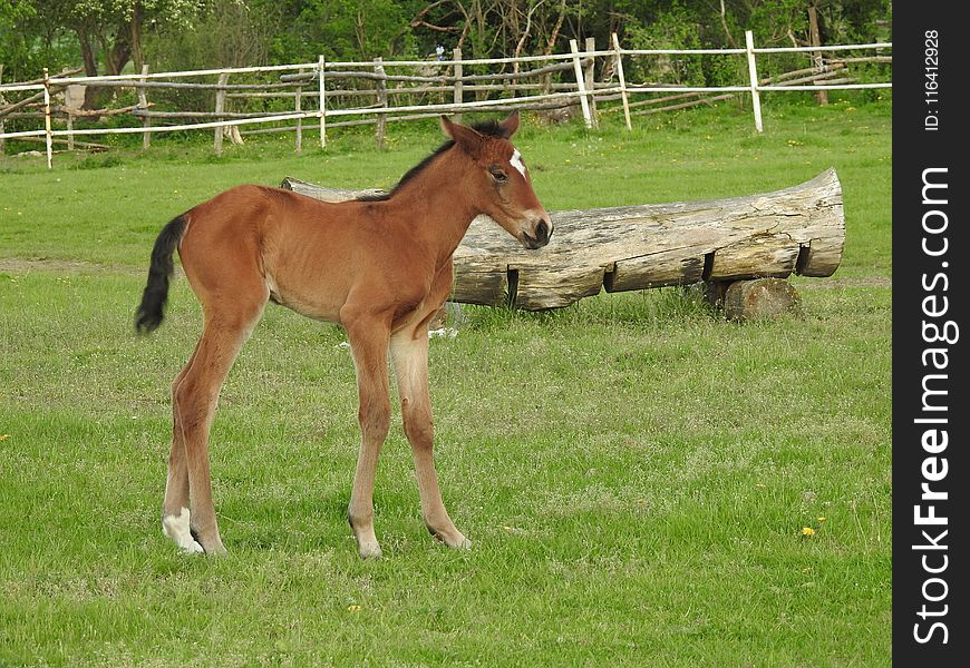 Horse, Pasture, Foal, Mare