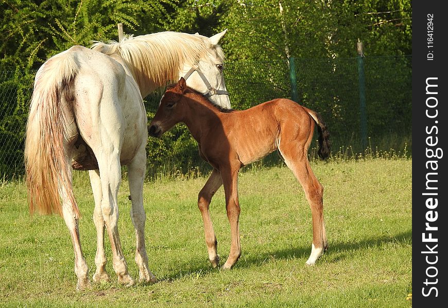 Horse, Pasture, Foal, Mare