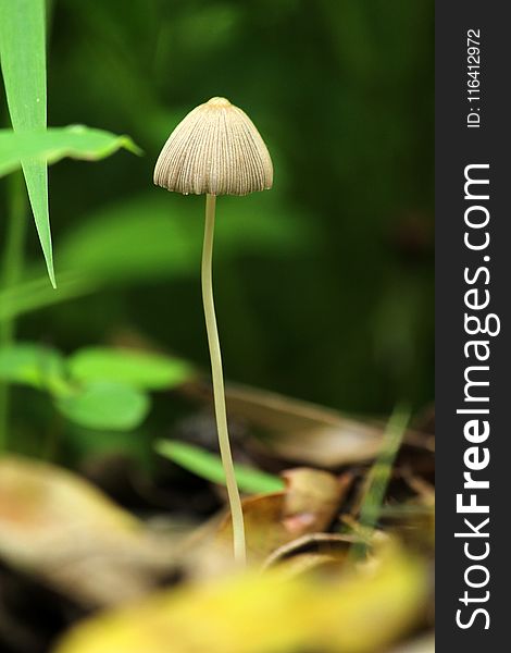 Mushroom, Flora, Close Up, Leaf