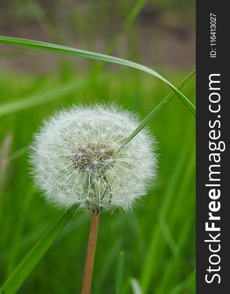 Dandelion, Flower, Flora, Grass