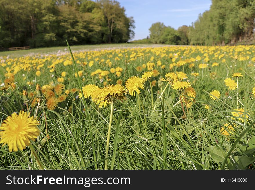 Flower, Prairie, Ecosystem, Yellow