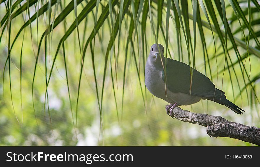 Bird, Fauna, Beak, Ecosystem