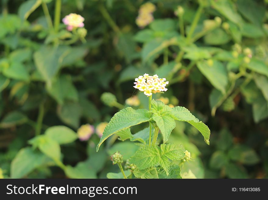 Plant, Flower, Flora, Subshrub