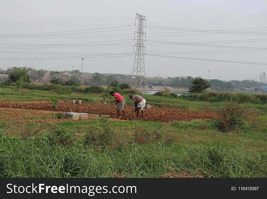 Field, Rural Area, Agriculture, Grass