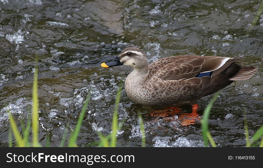 Bird, Duck, Water, Fauna