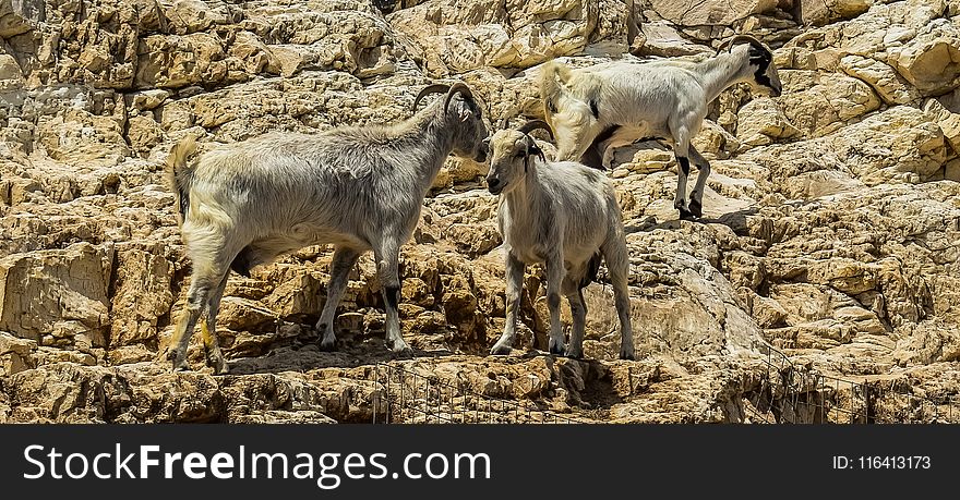 Herd, Fauna, Wildlife, Barbary Sheep