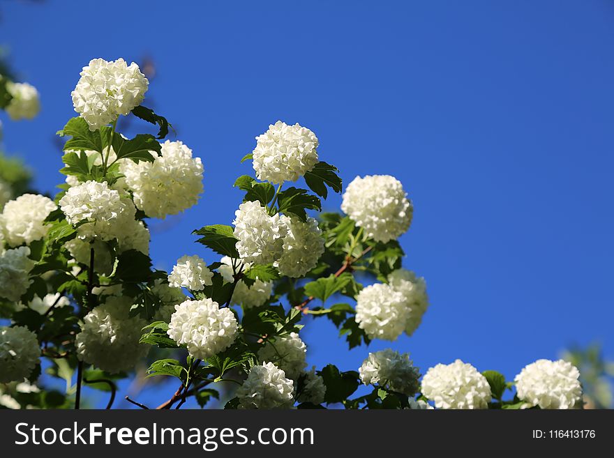 Blue, Flower, Plant, Sky