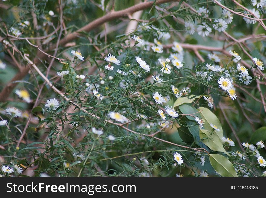 Flora, Plant, Flower, Spring