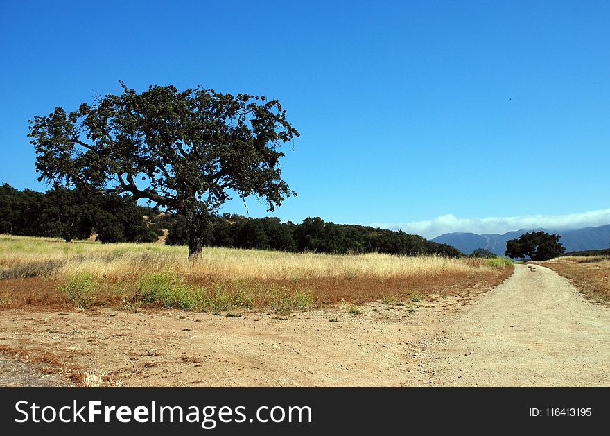 Road, Sky, Ecosystem, Field