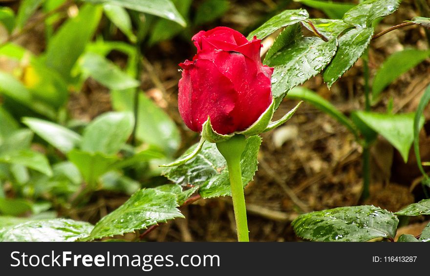 Plant, Flower, Flora, Flowering Plant