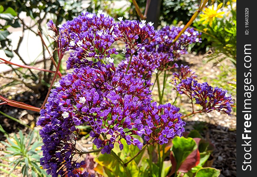 Flower, Plant, Purple, Flora