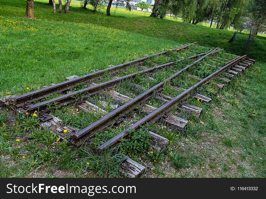 Track, Grass, Tree, Plant