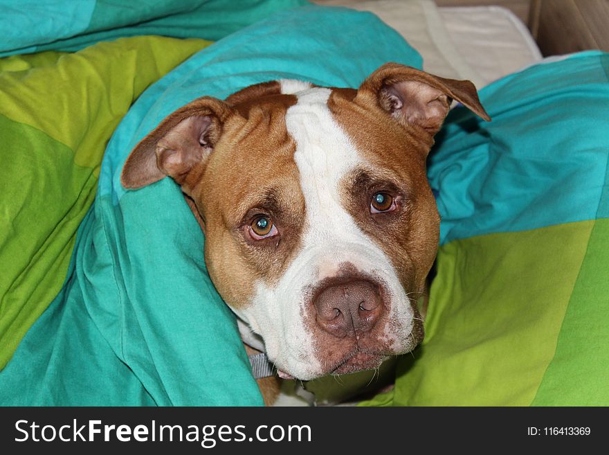 Dog, Dog Breed, Dog Like Mammal, American Pit Bull Terrier