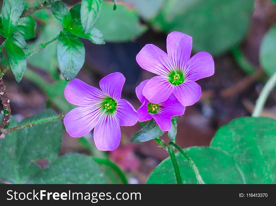 Flower, Flora, Plant, Purple