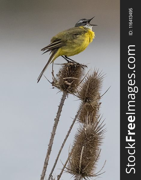 Bird, Fauna, Beak, Feather