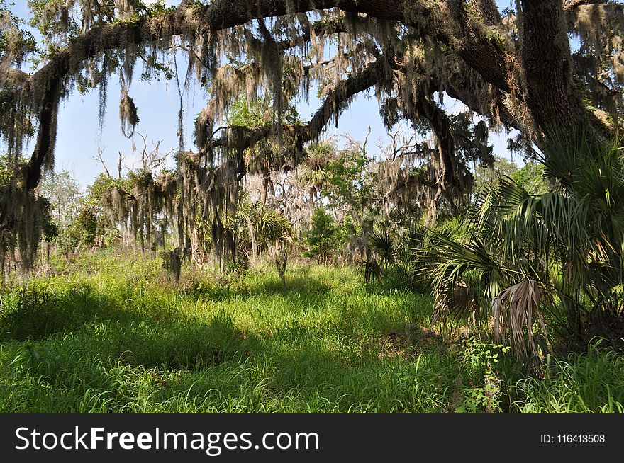 Vegetation, Tree, Ecosystem, Nature Reserve