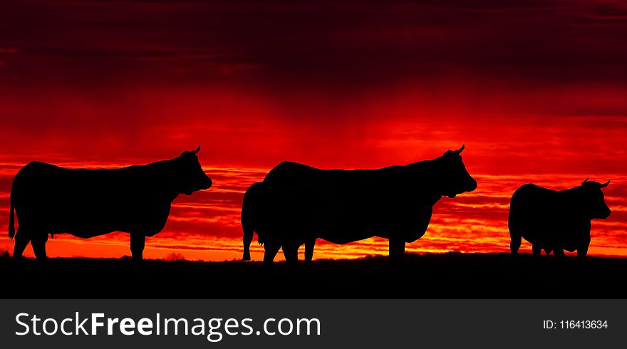 Cattle Like Mammal, Sky, Silhouette, Bull