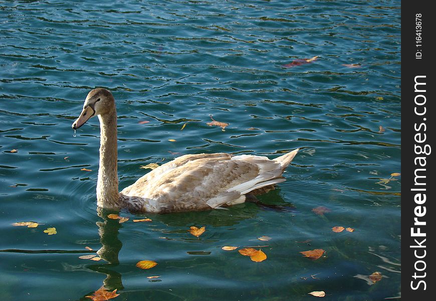 Bird, Water, Water Bird, Swan