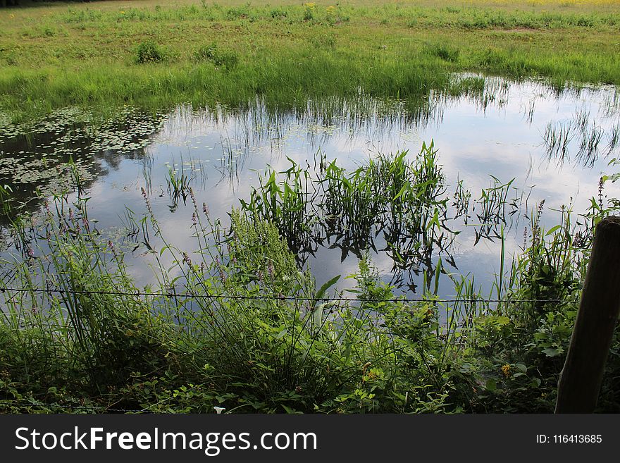 Water, Wetland, Nature Reserve, Marsh