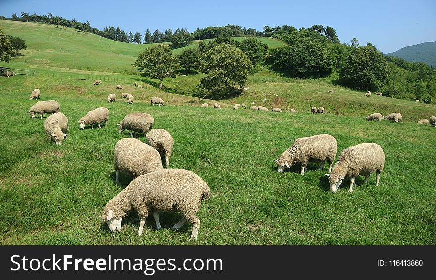 Grassland, Pasture, Grazing, Herd