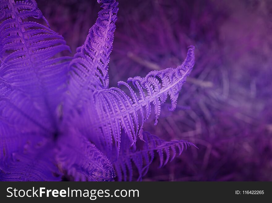 Natural fern leaf closeup. Ornament leaf blue toned photo. Carved fern leaves inverted photo for abstract background. Artistic fern pattern. Tropical nature banner template. Trendy violet purple fern print. Natural fern leaf closeup. Ornament leaf blue toned photo. Carved fern leaves inverted photo for abstract background. Artistic fern pattern. Tropical nature banner template. Trendy violet purple fern print