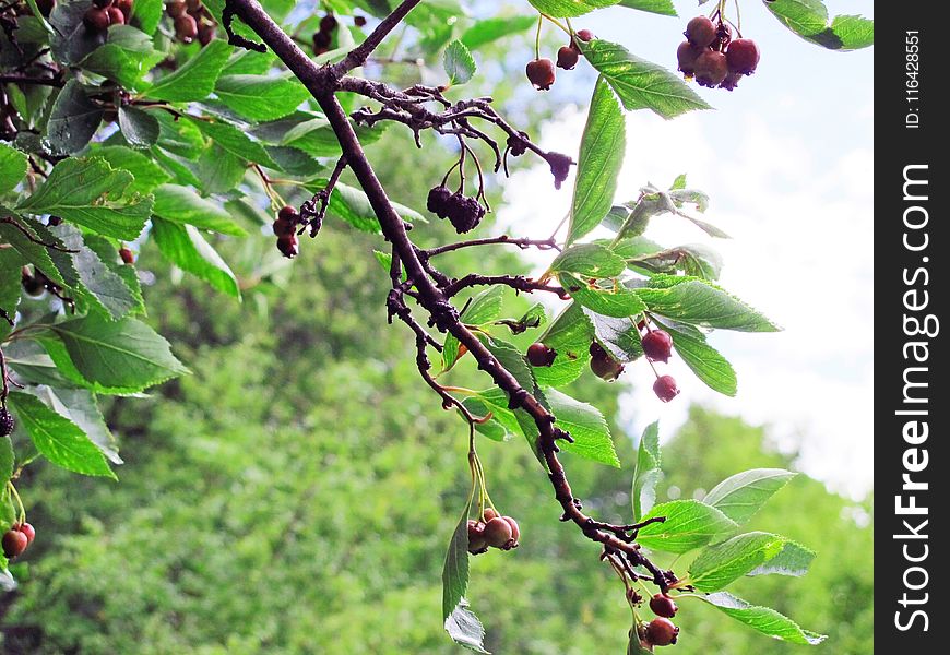 Wild Mountain Berries of the Western Rockies