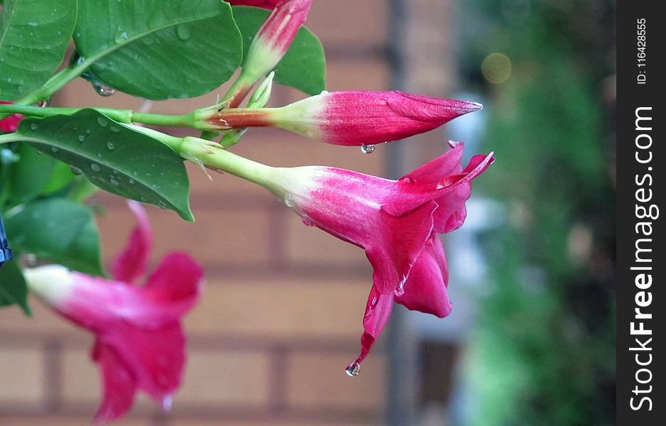 Water and Dew Dripping Off Dark Pink Spring Flowers After a Rainstorm. Water and Dew Dripping Off Dark Pink Spring Flowers After a Rainstorm