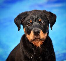 Rottweiler In Spain Royalty Free Stock Photography