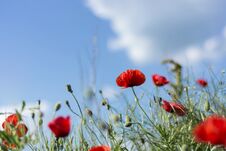 Red Poppy Flowers On Meadow And Cloudy Day Royalty Free Stock Image Red Poppy Flowers On Meadow And Cloudy Day Royalty Free Stock Image