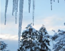 Winter Icicles Before Daybreak With Snow Covered Pine Trees In Background Stock Photos Winter Icicles Before Daybreak With Snow Covered Pine Trees In Background Stock Photos