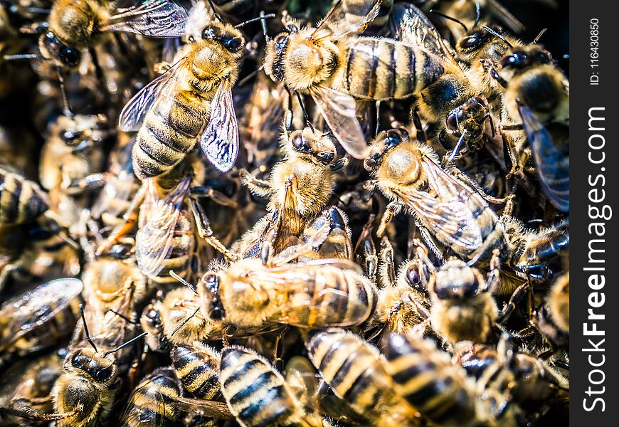 Bees Swarm At Summer