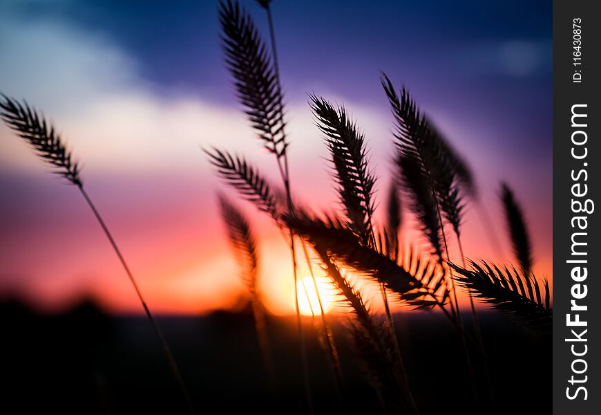 Spikelets shaking in the wind at sunset. Spikelets shaking in the wind at sunset
