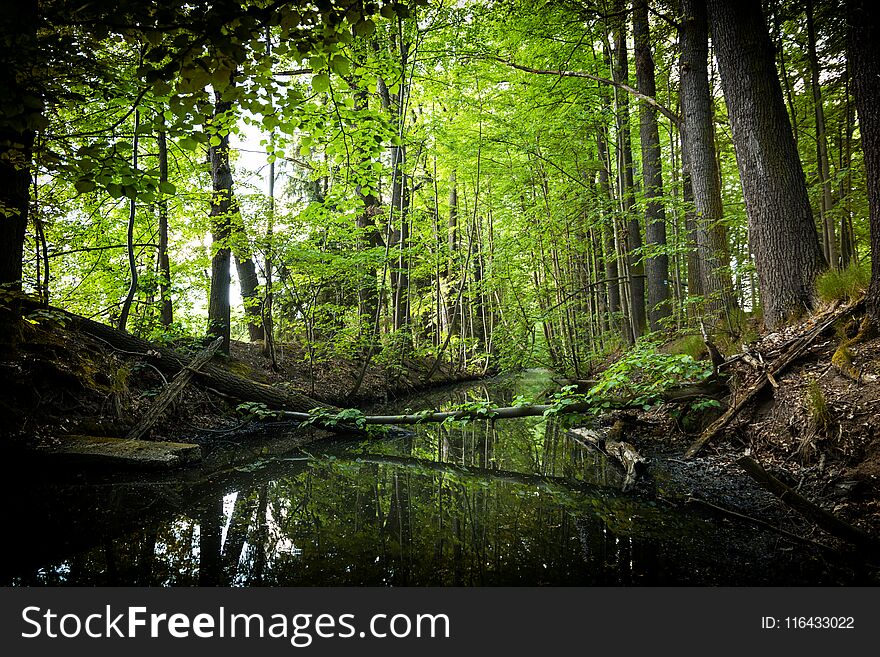 Creek in summer forest. Europe.