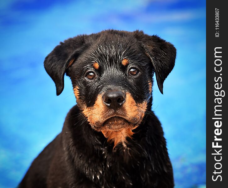 Young puppy black and brown rottweiler in spain