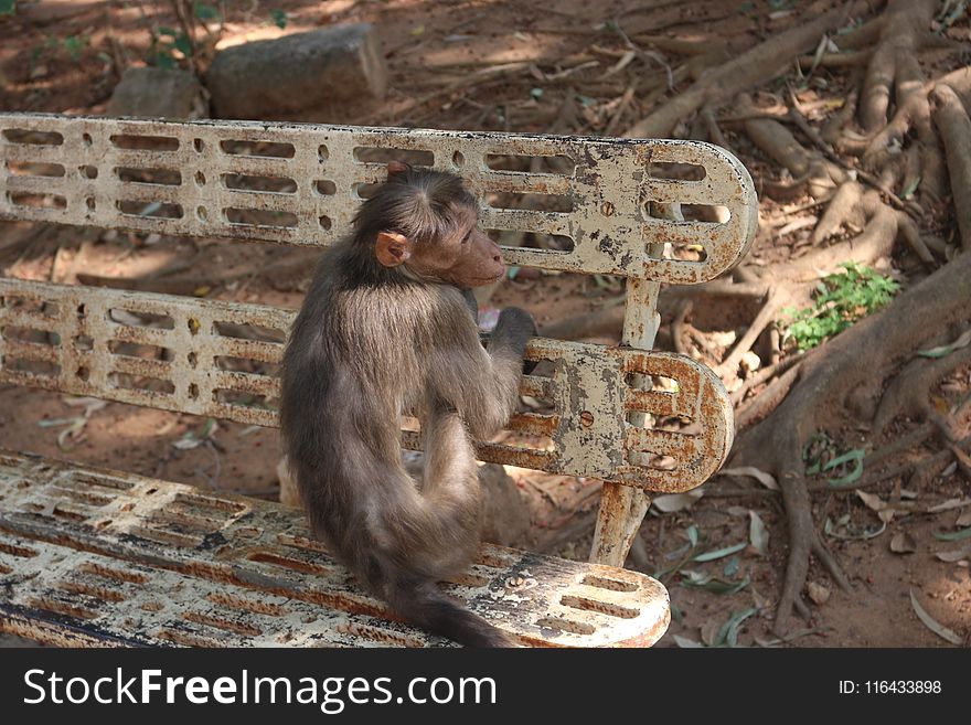 Monkey Trap on Outdoor Bench