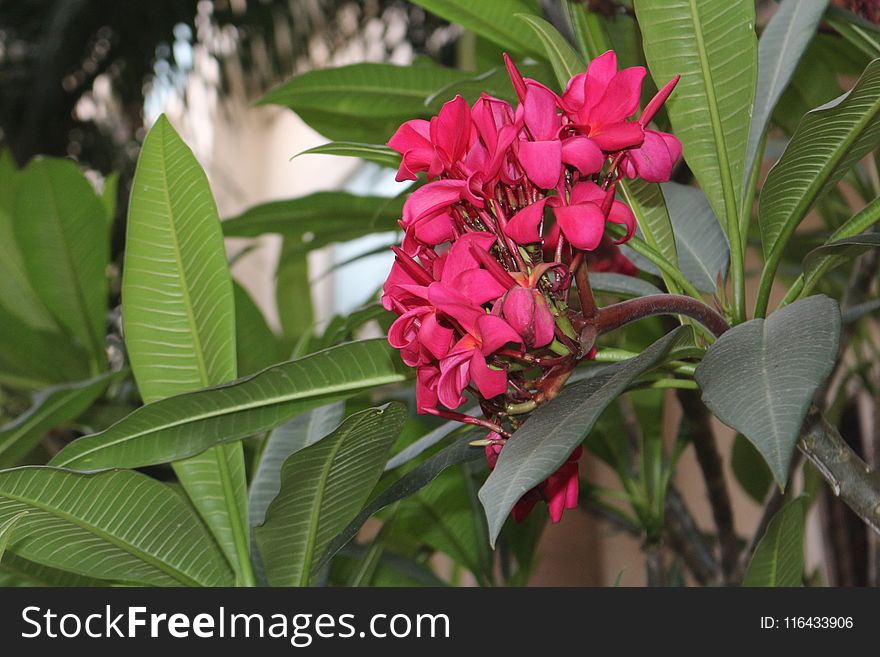 Closeup Photography of Red Clustered Flowers