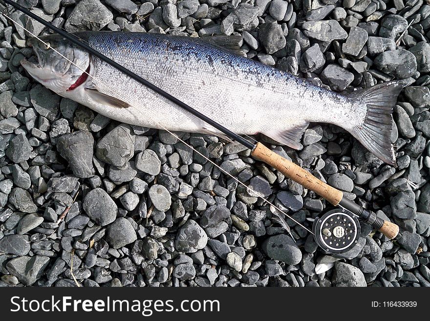 Photo of Gray Fish Caught by Fishing Rod