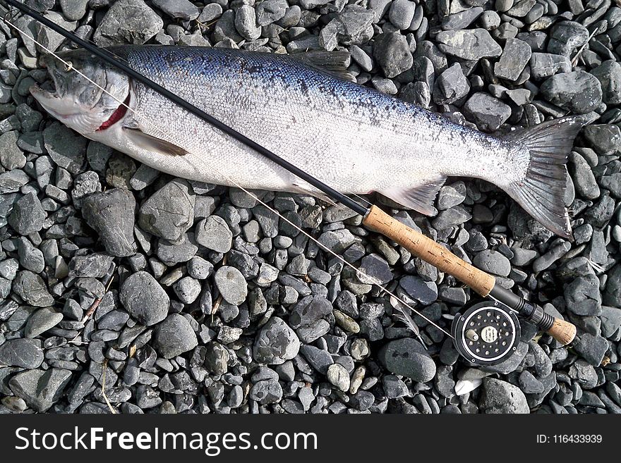 Photo Of Gray Fish Caught By Fishing Rod