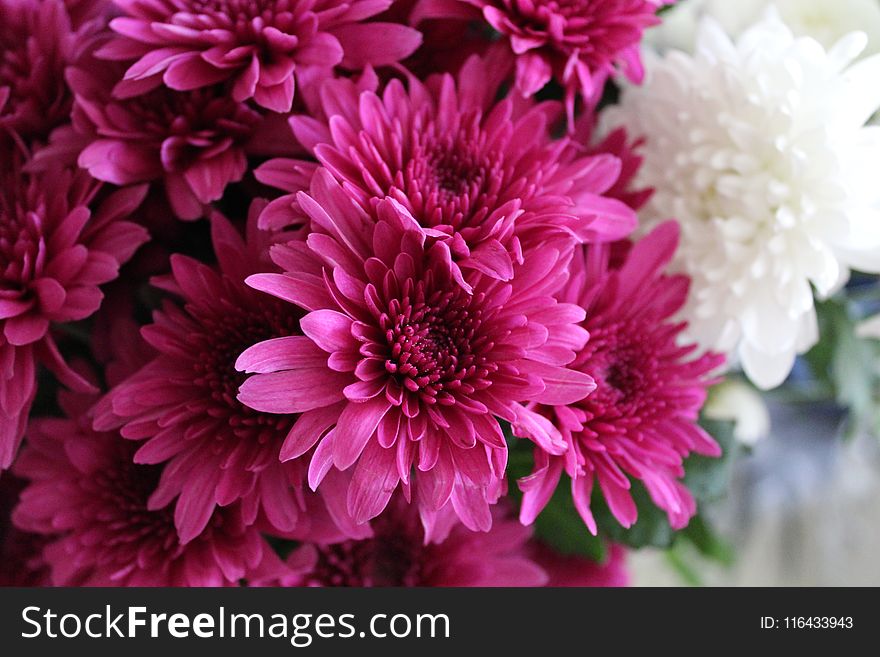 Close-up Photography Of Pink Chrysanthemum Flowers