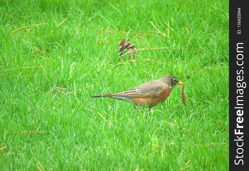 Gray And Brown Bird On Green Grass Field