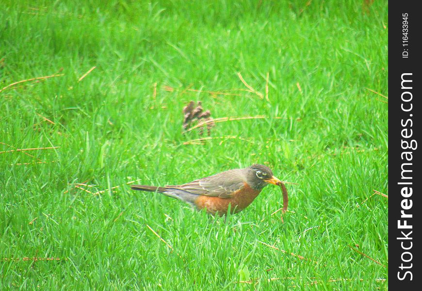 American Robin on Green Grass Field